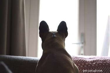 Как помочь собаке, потерявшей компаньона из-за смерти