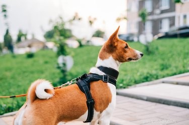 Come misurare la circonferenza del tuo cane per un imbracatura