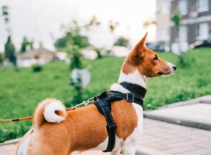 Comment mesurer la circonférence de votre chien pour un harnais