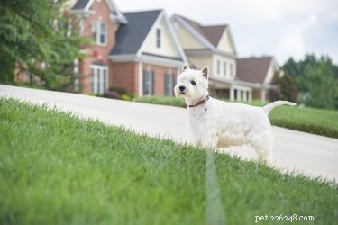 犬が庭でうんちをするのを防ぐための天然物 