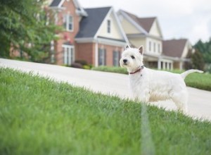 Produits naturels pour empêcher les chiens de faire caca dans le jardin