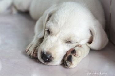 Een nieuwe puppy helpen om  s nachts te slapen