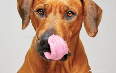 Waarom een ​​hond zijn eigen urine likt