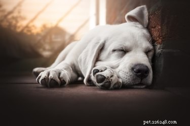 犬の睡眠補助剤 