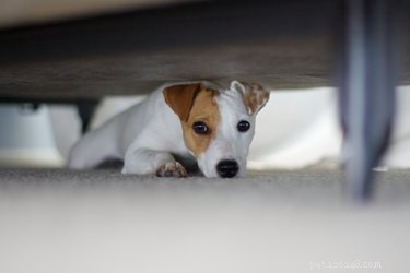 Proč se psi schovávají pod postelemi?