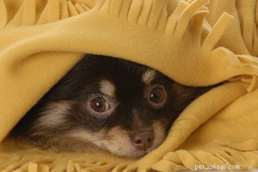 Waarom verstoppen honden zich onder bedden?