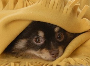 Почему собаки прячутся под кроватями?