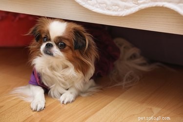 Por que os cães se escondem debaixo das camas?