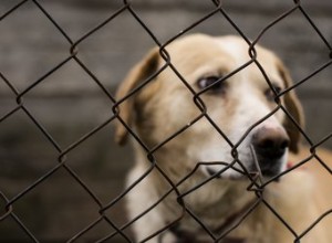 Signes de négligence chez les chiens