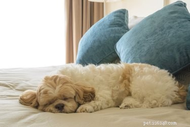Как уложить собаку спать