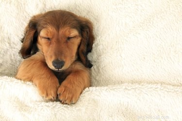 Снятся ли у собак сны и кошмары?