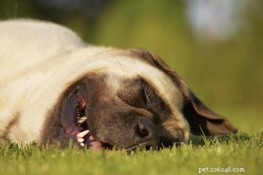 犬には夢と悪夢がありますか？ 
