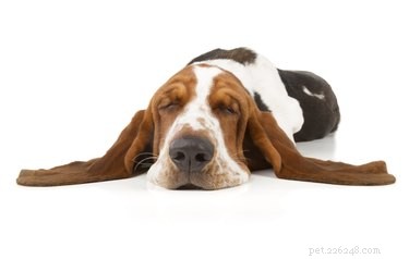 Mají psi sny a noční můry?