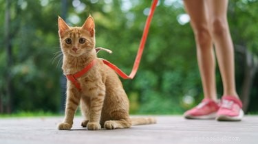 Hur man hindrar katter från att urinera i krukväxter