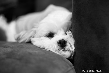 Alles over de Shichon, een geweldige hond voor mensen met een rustige levensstijl