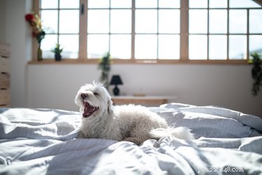 De beste hondenrassen voor appartementen