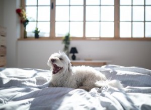 De bästa hundraserna för lägenheter