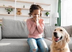 Являются ли породы собак действительно гипоаллергенными?