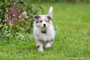 Allt om Shetland Sheepdog, en vallhund med energi att spara