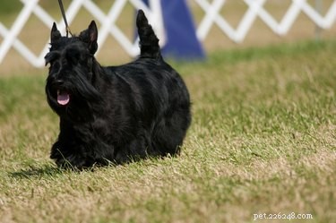 Tutto sullo Scottish Terrier, un piccolo cane con una preda alta