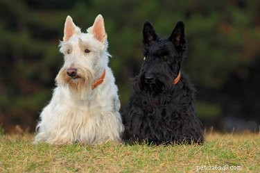 Allt om skotsk terrier, en liten hund med ett högt byte