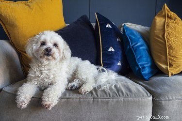 Vše o Shih-Poo, skvělém psovi pro obyvatele města