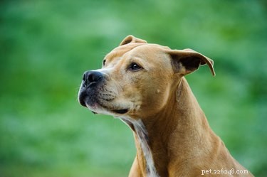 Alles over de American Pit Bull Terrier, een in veel opzichten verkeerd begrepen ras
