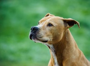 Tutto sull American Pit Bull Terrier, una razza incompresa in molti modi