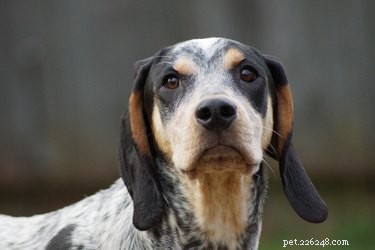 Allt om Bluetick Coonhound, en scenthound vars näsa kommer att blåsa ditt sinne