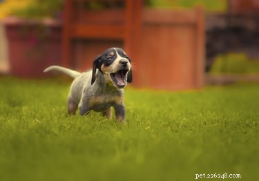 Allt om Bluetick Coonhound, en scenthound vars näsa kommer att blåsa ditt sinne