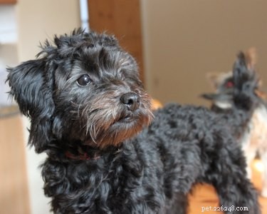 O Yorkie Poo:tudo o que você precisa saber sobre este adorável cão