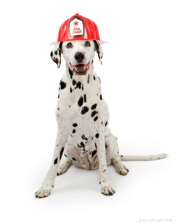 Proč jsou dalmatini ohniví psi?
