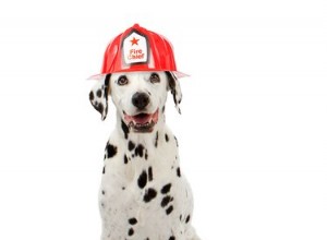 Varför är dalmatiner brandhundar?