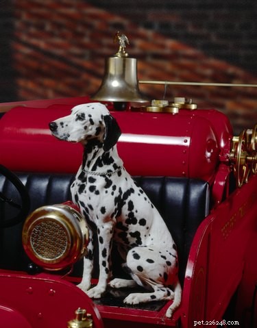 Pourquoi les dalmatiens sont-ils des chiens de pompiers ?