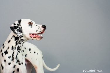 Varför är dalmatiner brandhundar?