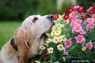 Wat is een geurhond?