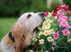 Wat is een geurhond?