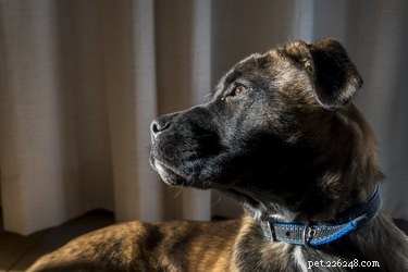 Fakta och information om belgisk malinois hundras