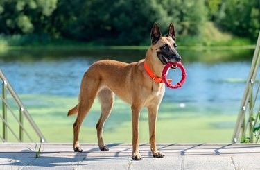 Faits et informations sur la race de chien malinois belge