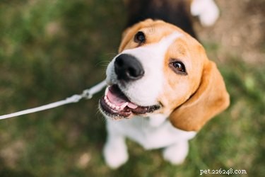 Fakta och information om Beaglehundras