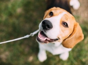 Beagle-feiten en informatie over hondenrassen