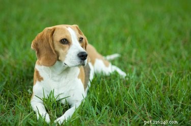 Beagle-feiten en informatie over hondenrassen
