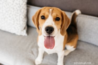 Fakta och information om Beaglehundras
