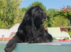 Fatti e informazioni sulla razza di cani di Terranova
