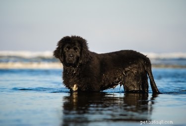 Fatos e informações sobre a raça de cães da Terra Nova