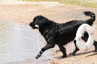 Faits et informations sur la race de chiens de Terre-Neuve