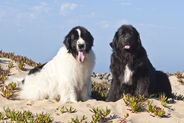 Fatos e informações sobre a raça de cães da Terra Nova