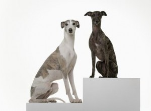 ウィペット犬の品種の事実と情報 