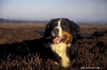 De 10 grootste hondenrassen ter wereld