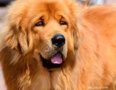 As 10 maiores raças de cães do mundo